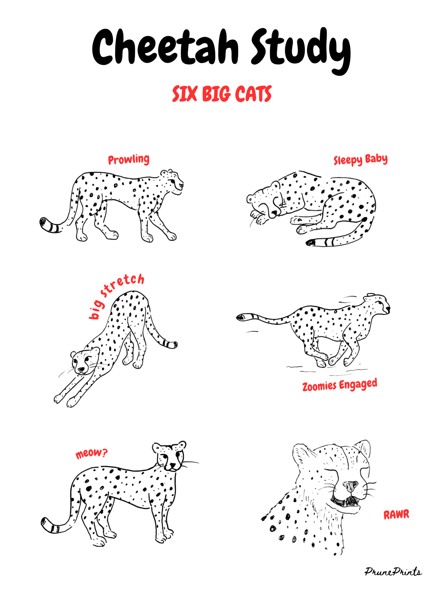 Cheetah Study Print