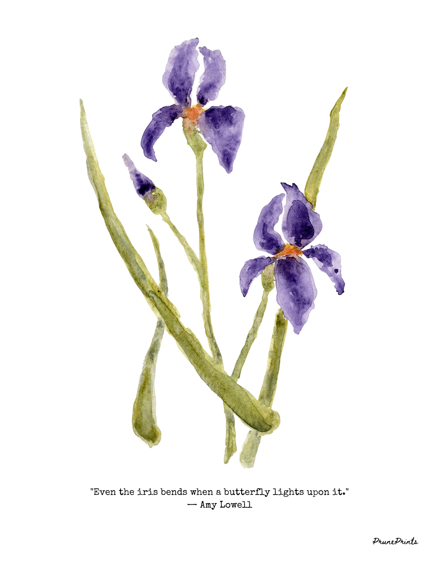 Purple Iris Watercolor Print
